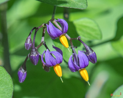 Bittersweet Nightshade or Climbing Nightshade (Solanum dulcamara) (DFL1051)