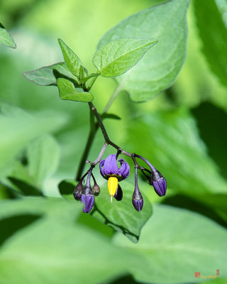 Bittersweet Nightshade or Climbing Nightshade (Solanum dulcamara) (DFL1053)