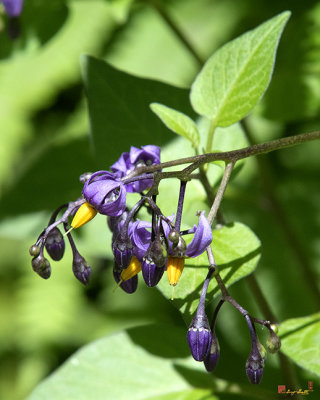 Bittersweet Nightshade or Climbing Nightshade (Solanum dulcamara) (DFL1054)