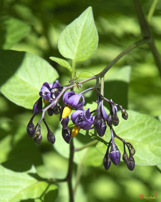 Bittersweet Nightshade or Climbing Nightshade with Arriving Bee (Solanum dulcamara) (DFL1055)