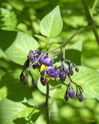 Bittersweet Nightshade or Climbing Nightshade with Bee (Solanum dulcamara) (DFL1056)