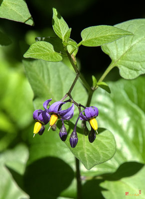 Bittersweet Nightshade or Climbing Nightshade (Solanum dulcamara) (DFL1057)