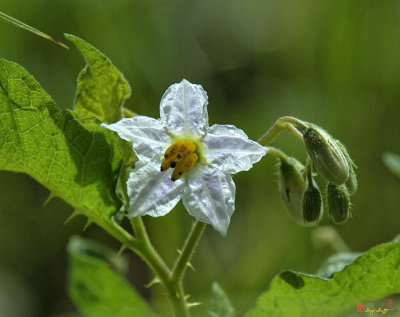 Carolina Horsenettle (Solanum carolinense) (DSMF0135)