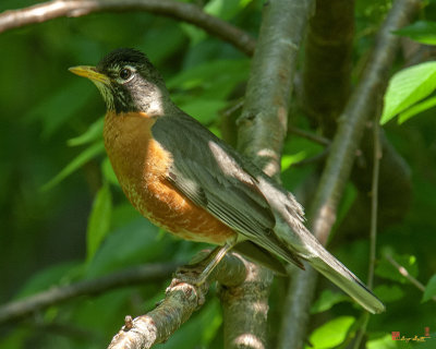 American Robin (Turdus migratorius) (DSB0152)