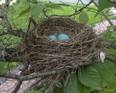 American Robin Nest (Turdus migratorius) (DSB0365)