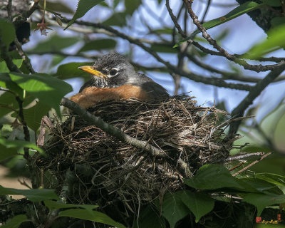American Robin Sitting on Nest (Turdus migratorius) (DSB0366)