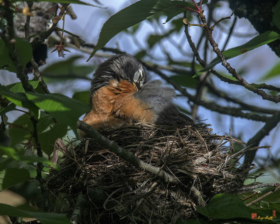 American Robin Preening while Sitting on Nest (Turdus migratorius) (DSB0367)