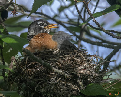 American Robin Sitting on Nest (Turdus migratorius) (DSB0368)