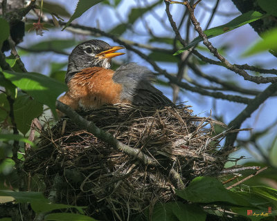 American Robin Sitting on Nest (Turdus migratorius) (DSB0369)