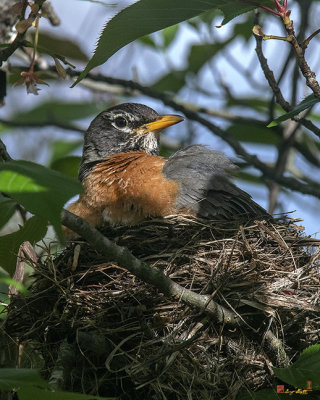 American Robin Sitting on Nest (Turdus migratorius) (DSB0370)