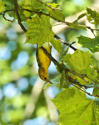 Prothonotary Warbler (Protonotaria citria) (DSB0103)