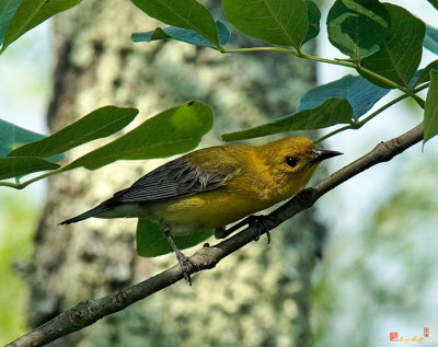 Prothonotary Warbler (Protonotaria citria) (DSB0093)