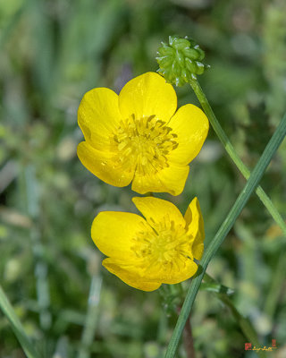 Common Buttercup (Ranunculus acris) (DFL1059)