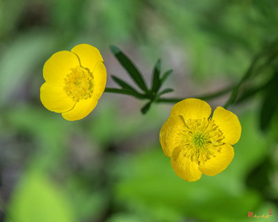 Common Buttercup (Ranunculus acris) (DFL1060)