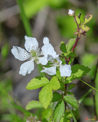 Northern Dewberry (Rubus flagellaris) (DFL1061)