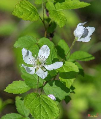 Northern Dewberry (Rubus flagellaris) (DFL1063)