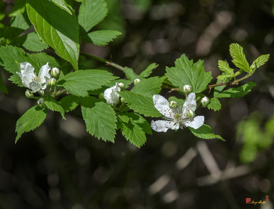 Northern Dewberry (Rubus flagellaris) (DFL1064)