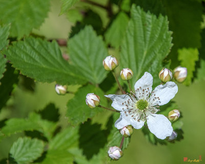 Northern Dewberry (Rubus flagellaris) (DFL1065)