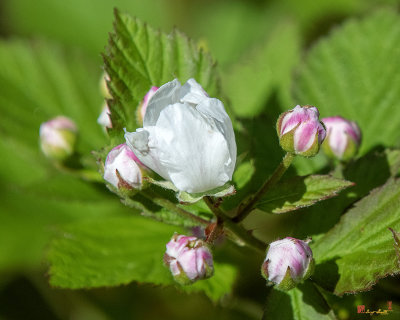 Allegheny Blackberry (Rubus allegheniensis) (DFL1066)