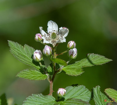 Allegheny Blackberry (Rubus allegheniensis) (DFL1067)