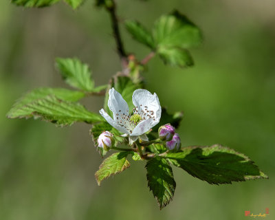 Allegheny Blackberry (Rubus allegheniensis) (DFL1068)
