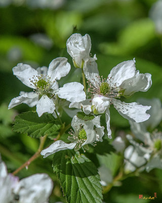 Allegheny Blackberry (Rubus allegheniensis) (DFL1069)