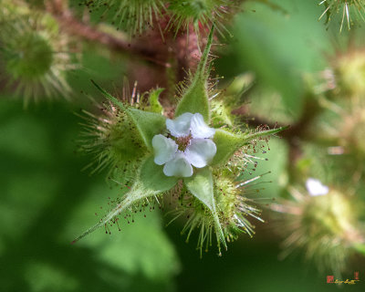 Wineberry (Rubus phoenicolasius) (DFL1075)