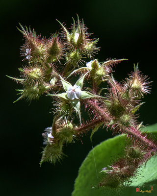 Wineberry (Rubus phoenicolasius) (DFL1077)