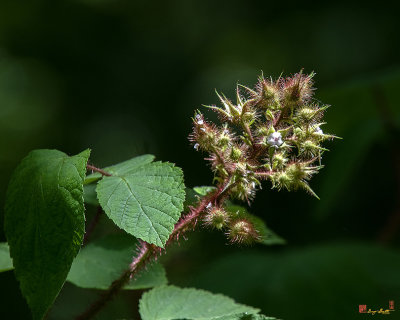 Wineberry (Rubus phoenicolasius) (DFL1078)
