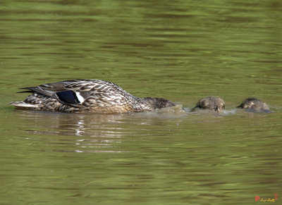 Family of Mallard Ducks Dabbling (Anas platyrynchos) (DWF0240)