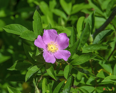 Swamp Rose (Rosa palustris) (DFL1079)