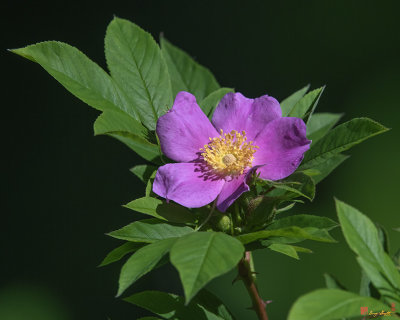 Swamp Rose (Rosa palustris) (DFL1080)