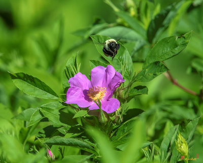 Swamp Rose and Departing Bumble Bee (Rosa palustris) (DFL1083)