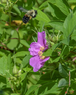 American Bumblebee (Bombus pensylvanicus) (DIN0321)