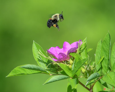 American Bumblebee (Bombus pensylvanicus) (DIN0322)