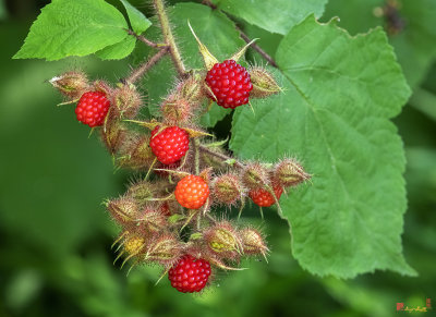 Wineberry Fruit (Rubus phoenicolasius) (DFL1086)