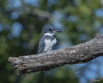 Male Belted Kingfisher (Megaceryle alcyon) (DSB0378)