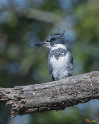 Belted Kingfishers