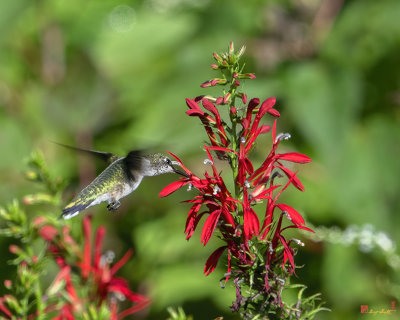 Ruby-throated Hummingbird (Archilochus colubris) (DSB0381)