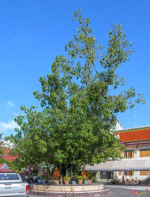 Wat Bueng Phra Aram Luang Bodhi Tree (DTHNR0382)