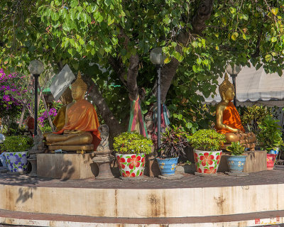 Wat Bueng Phra Aram Luang Buddha Images under the Bodhi Tree (DTHNR0383)