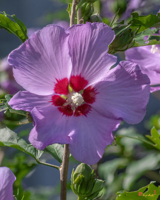 Rose of Sharon (Hibiscus syriacus) (DFL1090)