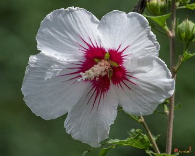 Rose of Sharon (Hibiscus syriacus) (DFL1093)