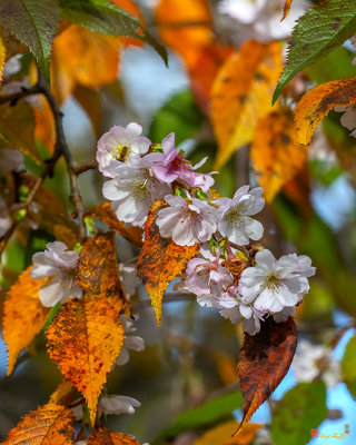 Double-flowering Plum (Prunus x blireiana) (DHC0028)