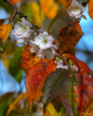Double-flowering Plum (Prunus x blireiana) (DHC0029)