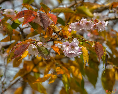Double-flowering Plum (Prunus x blireiana) (DHC0030)