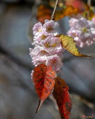 Double-flowering Plum (Prunus x blireiana) (DHC0031)