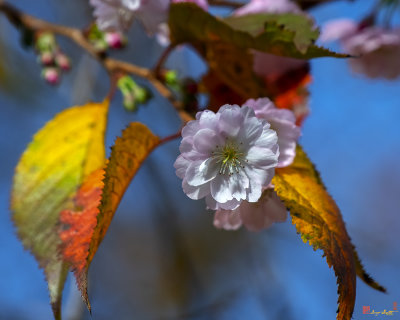 Double-flowering Plum (Prunus x blireiana) (DHC0033)