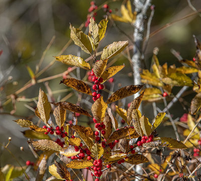Common Winterberry or Winterberry (Ilex verticillata) (DFL1050)
