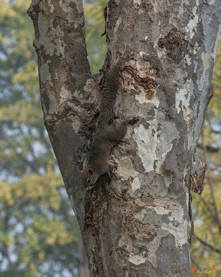 Red-bellied Tree Squirrel or Pallas's Squirrel (Callosciurus erythraeus) (DTHN0135)